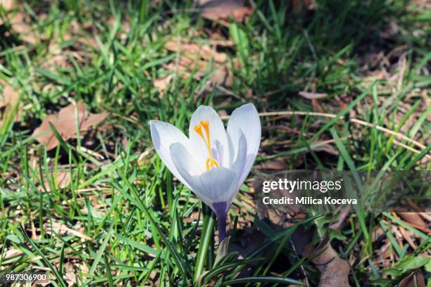 First Sign Os Spring 359 First Sign Of Spring Stock Photos, High-Res Pictures, and Images ...