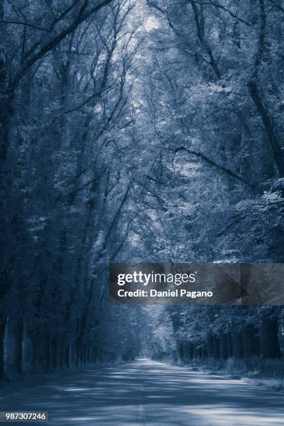 blue grove - arbol photos et images de collection