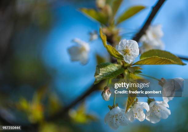 wild cherry blossom - wild cherry tree stock-fotos und bilder