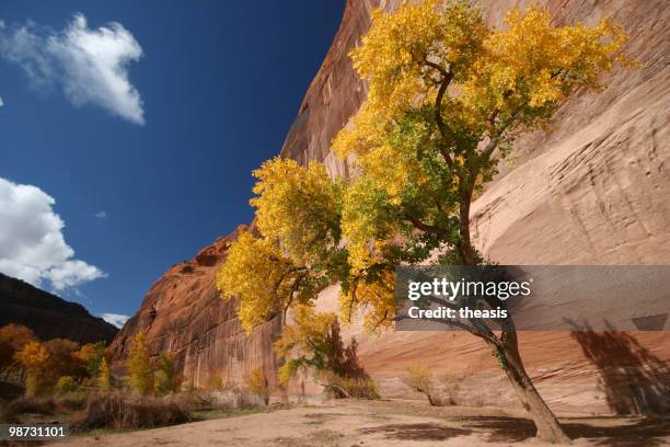 cottonwoods in canyon de chelly - theasis stockfoto's en -beelden