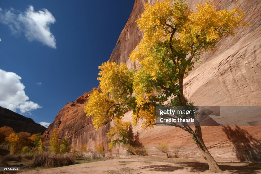 Cottonwoods in Canyon De Chelly