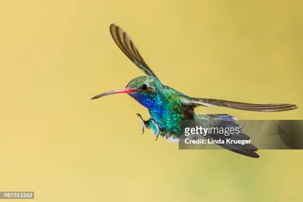 broad-billed hummingbird - broad billed hummingbird stock pictures, royalty-free photos & images