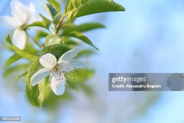 wax cherry - wax fruit stock pictures, royalty-free photos & images