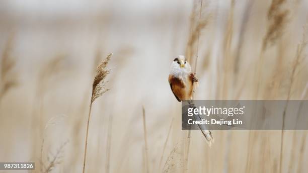 paradoxornis heudei - sedge warbler stock pictures, royalty-free photos & images