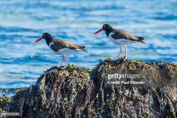 in tandem - charadriiformes stock pictures, royalty-free photos & images