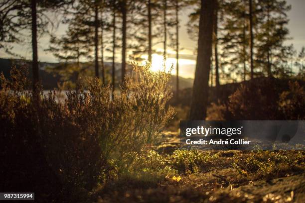 last light - collier stock pictures, royalty-free photos & images