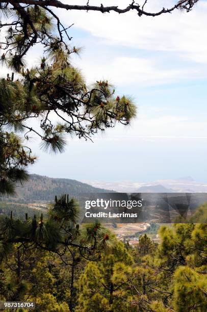 el teide national park (tenerife) - el teide national park stock-fotos und bilder