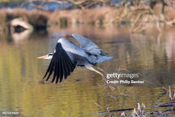 heron at bushy park - benton stock pictures, royalty-free photos & images