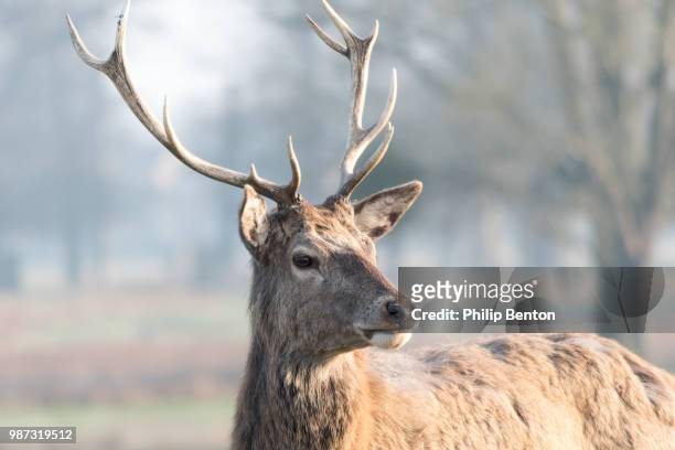 deer at bushy park - benton stock pictures, royalty-free photos & images