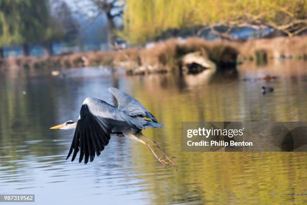 heron at bushy park - benton stock pictures, royalty-free photos & images