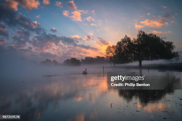 sunrise at bushy park - benton stock pictures, royalty-free photos & images