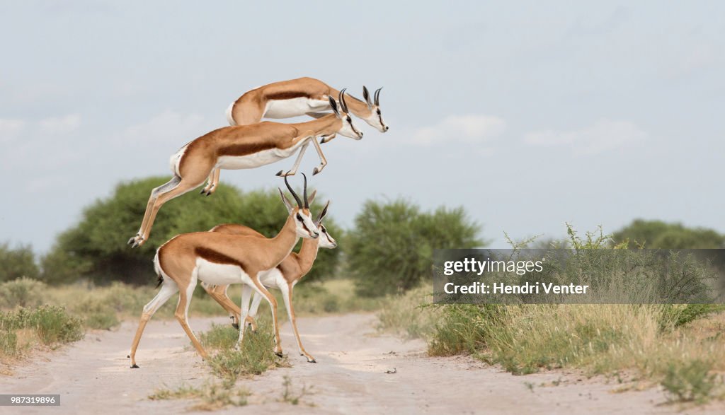 Flying Springbok