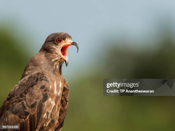 snail kite - surprised to see me? - tp stock pictures, royalty-free photos & images