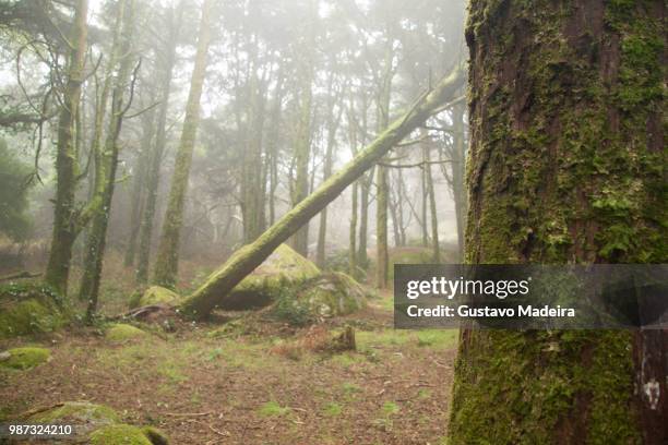 Fallen Tree In Jungle 230 Fallen Tree Jungle Stock Photos, High-Res Pictures, and Images ...