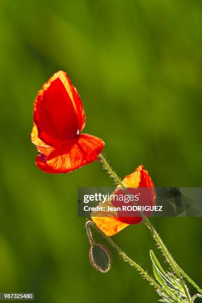 coquelicot - coquelicot fotografías e imágenes de stock