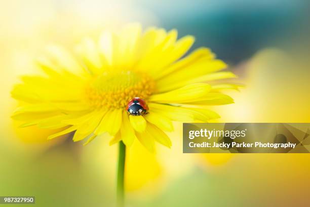 close-up image of a 7-spot ladybird resting on a spring flowering, yellow doronicum orientale flower also known as caucasian leopard's bane - iver stock pictures, royalty-free photos & images