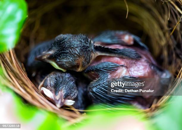 the newborn bulbul chicks - bulbuls stock pictures, royalty-free photos & images