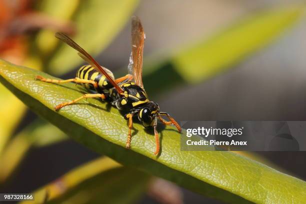 paper wasp... - paper wasp 個照片及圖片檔