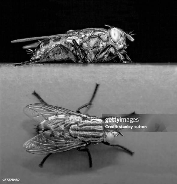 plan & elevation - tsetse fly 個照片及圖片檔