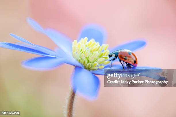 close-up image of a 7-spot ladybird resting on a spring flowering blue, anemone blanda flower also known as the windflower - iver stock pictures, royalty-free photos & images