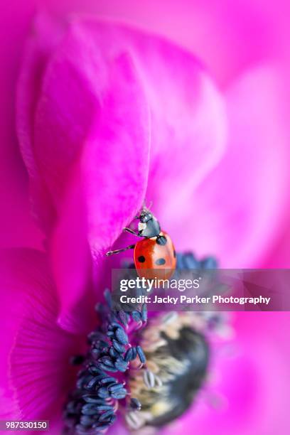 close-up image of a 7-spot ladybird resting on a spring flowering vibrant pink anemone de caen flower also known as the windflower - iver stock pictures, royalty-free photos & images