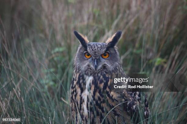 eagle owl - hollister stock-fotos und bilder