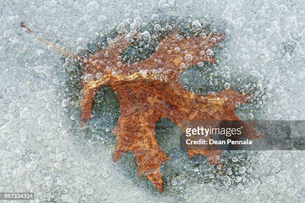 oak leaf encased in ice - oak leaf - fotografias e filmes do acervo