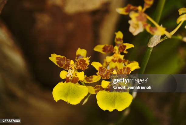 orquideas - orquideas stock pictures, royalty-free photos & images