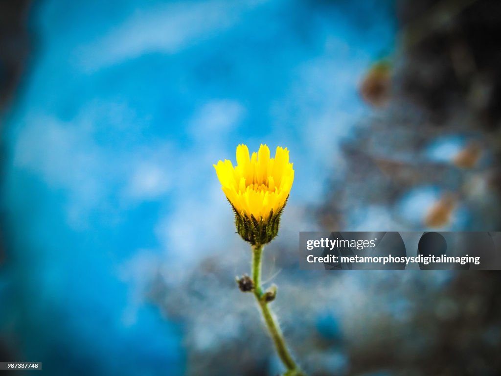 Yellow Flower