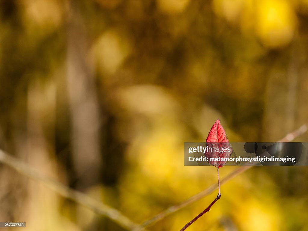 Red Leaf on Branch