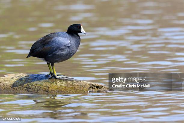american coot - american coot stock pictures, royalty-free photos & images