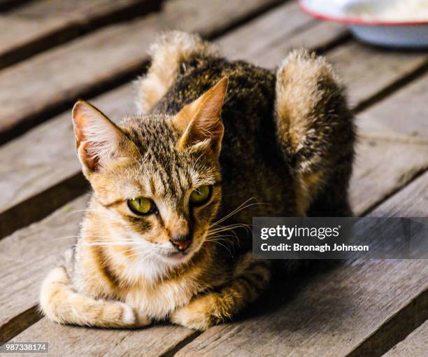 sitting cat - bronagh stock pictures, royalty-free photos & images