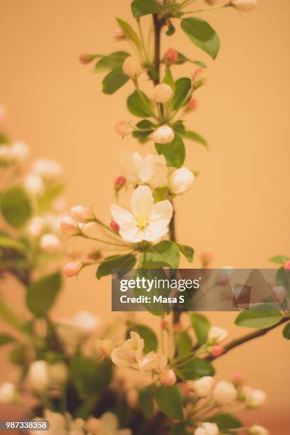 apple blossom - masa stock pictures, royalty-free photos & images