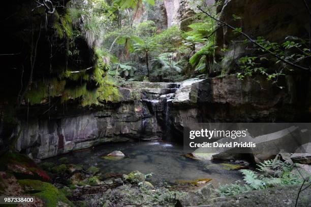 moss garden - carnarvon gorge - carnarvon stock pictures, royalty-free photos & images