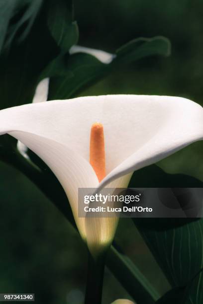 calla - orto stock pictures, royalty-free photos & images