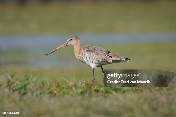 black-tailed godwit - godwit stock pictures, royalty-free photos & images