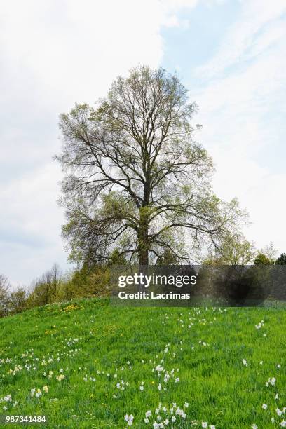 hill with daffodils and lime tree in springtime - lime tree stockfoto's en -beelden