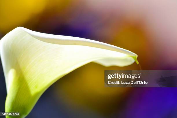 lily in the color - orto stock pictures, royalty-free photos & images