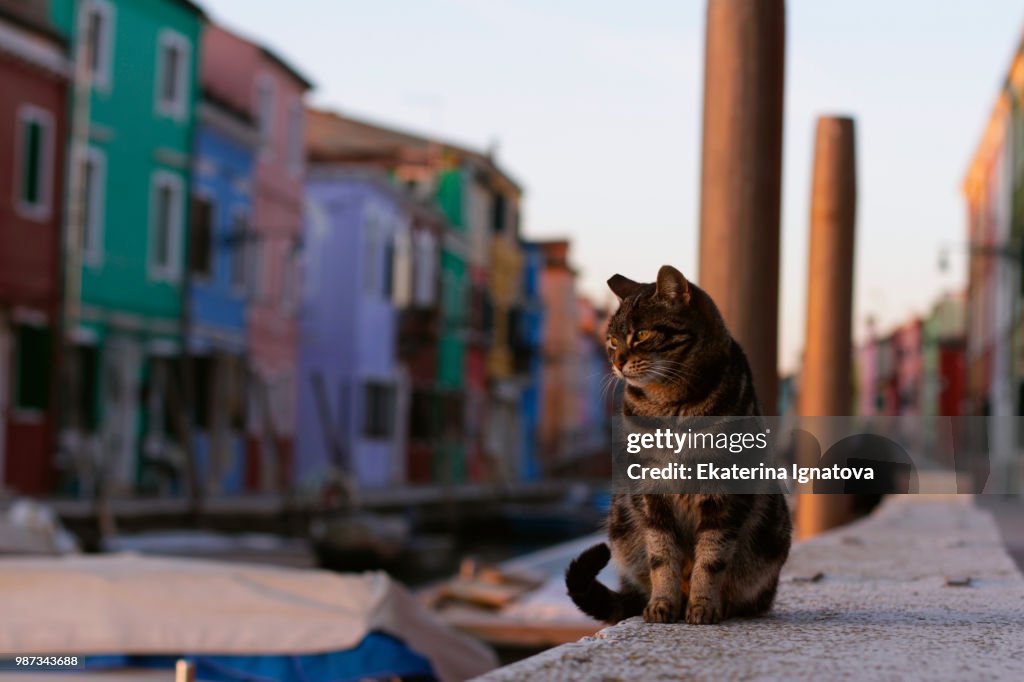 Burano's Cat
