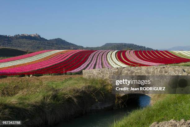 champs de tulipe - tulipe stock pictures, royalty-free photos & images