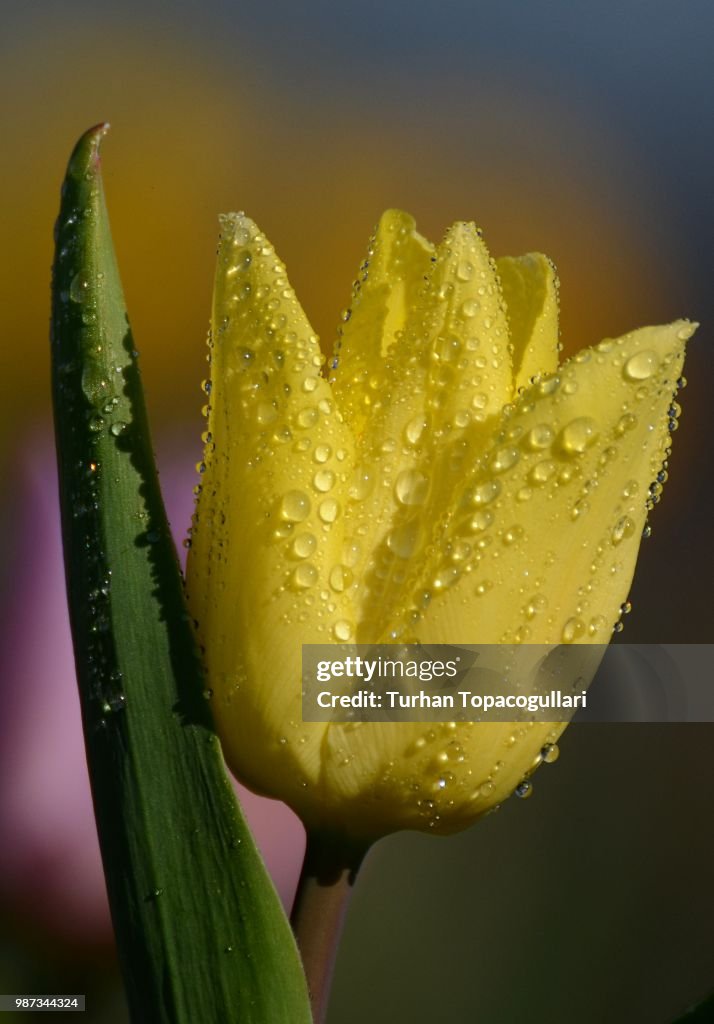 Yellow tulip after rain