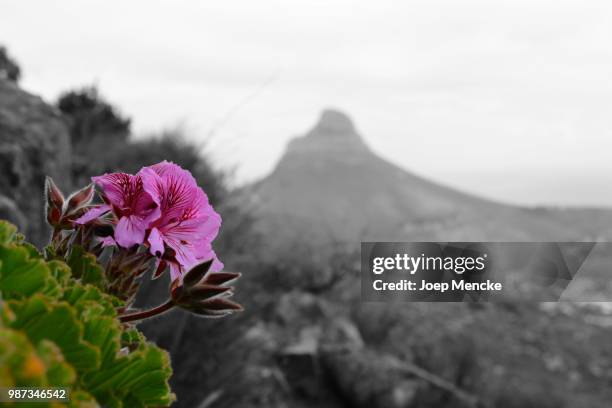 zuid afrika versie - zuid afrika imagens e fotografias de stock