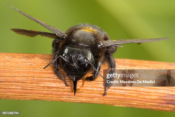 xilocopa violacea - medici stock pictures, royalty-free photos & images