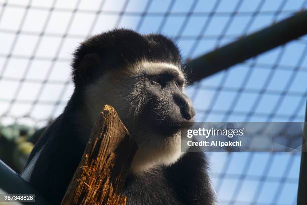 thinking monkey - black and white colobus stock pictures, royalty-free photos & images