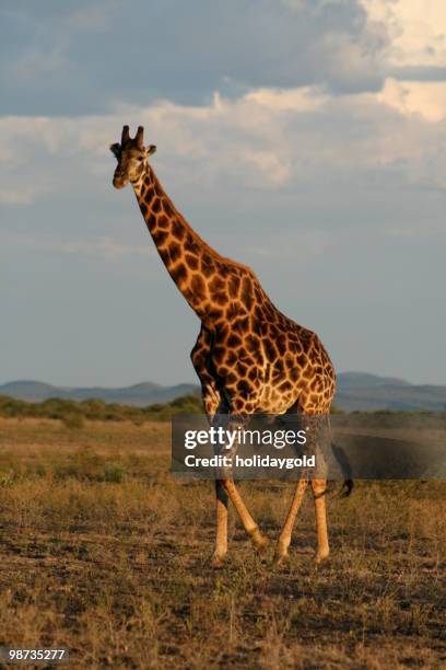 south african giraffe - madikwe game reserve stock pictures, royalty-free photos & images