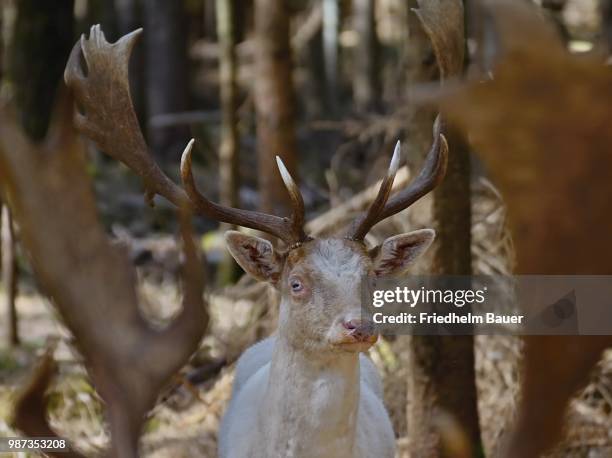 albino hirsch - hirsch stock pictures, royalty-free photos & images