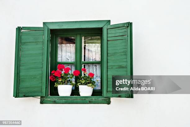 window with geranium - alvida stock pictures, royalty-free photos & images
