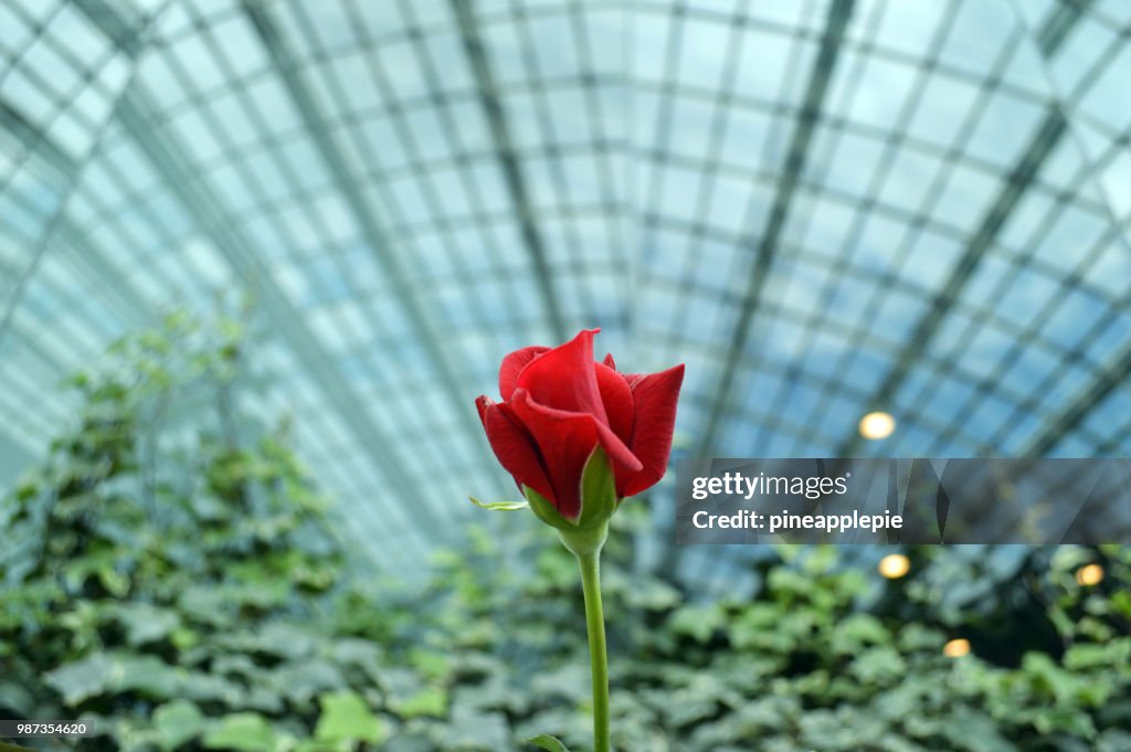 A red rose