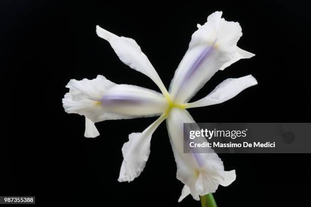 iris - medici stock pictures, royalty-free photos & images