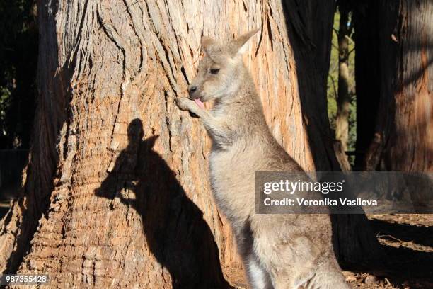 Baby Tree Roo 926 Tree Roo Stock Photos, High-Res Pictures, and Images - Getty Images